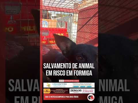 Heróis salvam animal em risco em Formiga