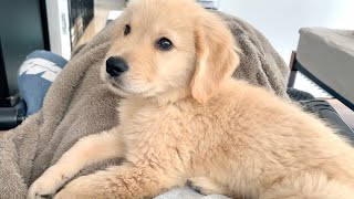 膝の上によじ登ってくる子犬が可愛すぎた