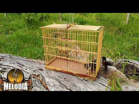 Preto valente em sena madureira Acre