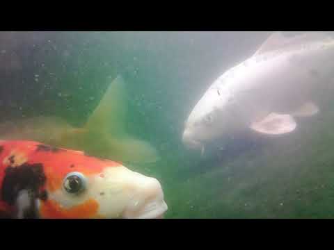 Koi at Feeding Time - 30/05/2022