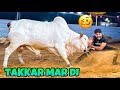 ITNY KHATRNAAK JANWAR NE TAKKAR MAR DI QURBANI VLOG BAKRA EID 2023