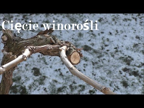 , title : 'Ostre cięcie Winorośli w celu uzyskania wysokiej jakości owoców / how to cut vine'