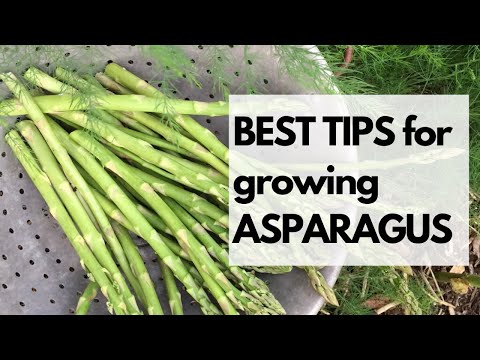 , title : 'BEST TIPS for GROWING ASPARAGUS - How to grow asparagus'