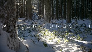 Winter Forest II - 4K Cinematic Nature Film