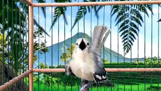 Download lagu Cukup Hitungan detik,sirtu jenis apapun pasti akan langsung Nyaut dengar pancingan sirtu ini. mp3