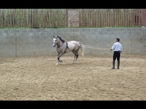 Lovasnap - 2013.06.22. (1)