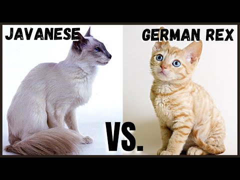 Javanese Cat VS. German Rex Cat