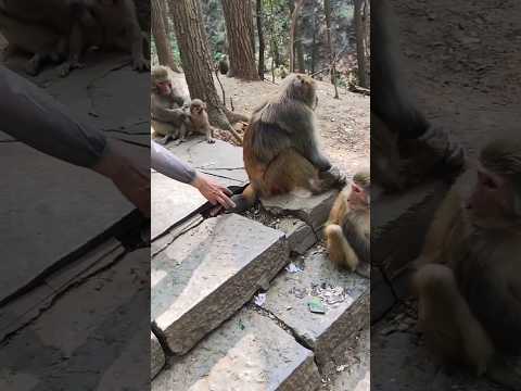 Angry Monkeys 🐒😡🤬👿👊 #youtubeshorts #shorts #viralshorts #monkey #ytshorts #shortsfeed #angry #funny