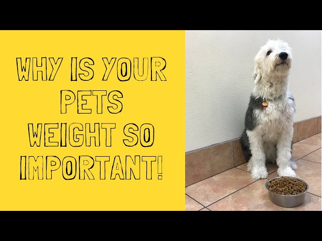 Why Is Your Pets Weight So Important?
