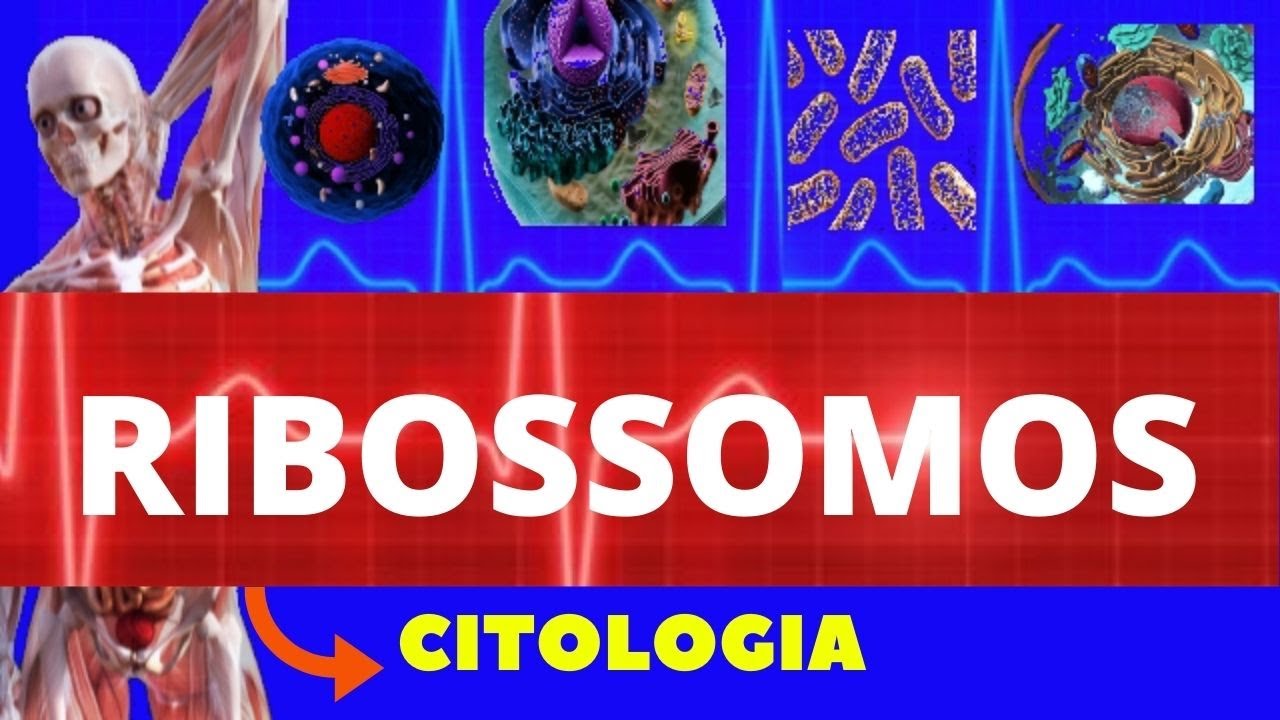 RIBOSSOMOS - ESTRUTURA E FUNÇÃO DO RIBOSSOMO - CITOLOGIA