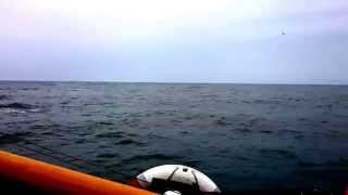 preview picture of video 'Wild Scool of Dolphins Bottlenose off whitby's old lifeboat. North East U.K.'