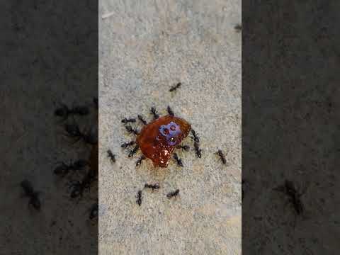 #sayana #cat #funny #cartoon #cute