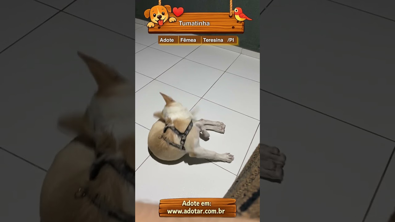 Cachorro raça SRD-ViraLata idade 7 a 11 meses nome Tumatinha