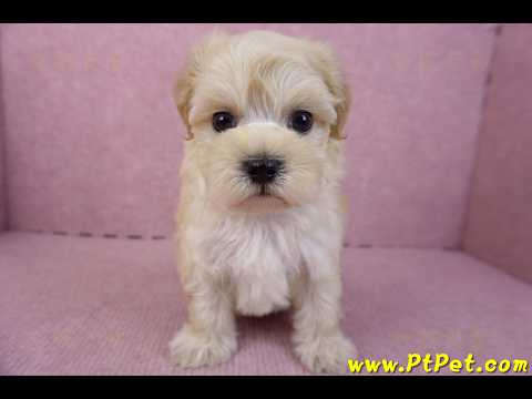 12/10馬爾泰迪公幼犬1號(高雄仁武)