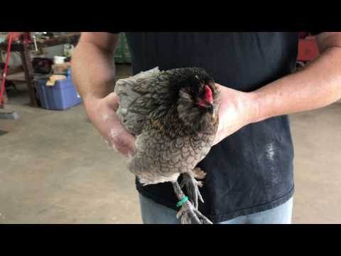 How to Dust Chickens with Poultry Dust to Treat Lice & Mites
