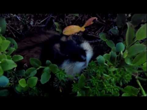 Very angry lemming attacking camera in Lappland Sweden.