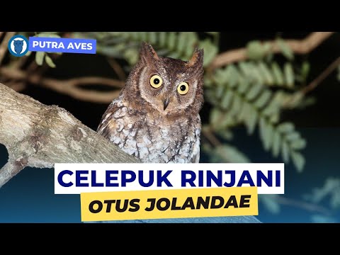 Celepuk rinjani Otus jolandae — Lombok