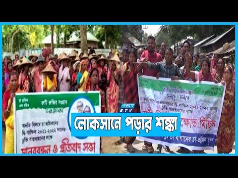 মজুরি না বাড়ালে পূর্ণদিবস কর্মবিরতিতে যাবে চা-শ্রমিকরা