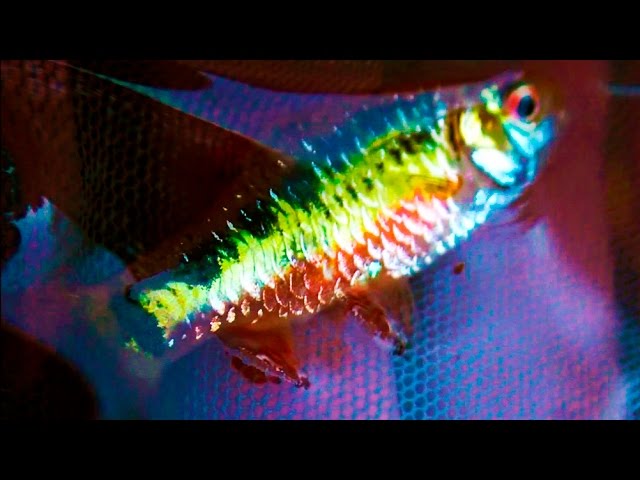 Pond season begins for tropical fish - Pioneers of 2017 ᴴᴰ