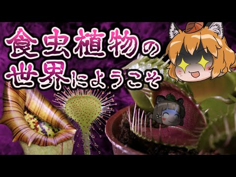 シロ植物門について詳しく解説