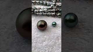 How A Single Pearl Can Be Worth Thousands
