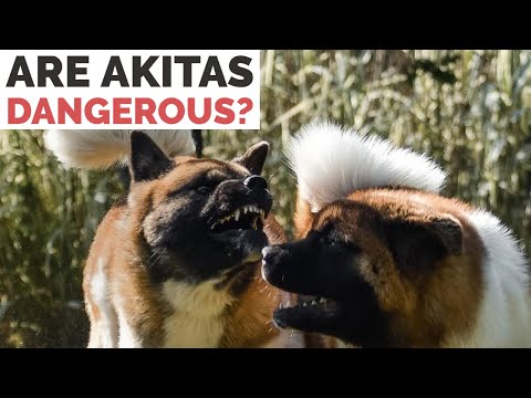 YouTube video about: Are akitas good service dogs?