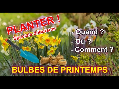 , title : 'BULBES DE PRINTEMPS : Quand, comment, où planter Narcisses, Crocus, Perce-neige, Ail... ?'