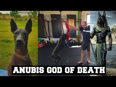 My Pet is Anubis The God of Death | Xoloitzcuintli