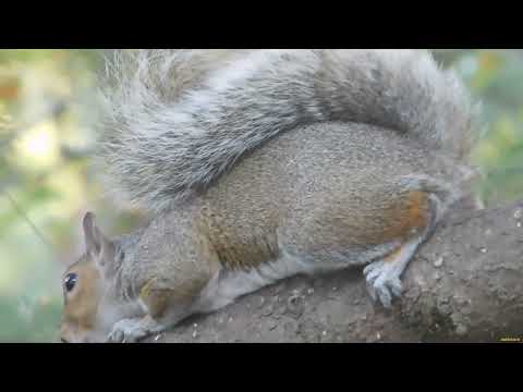 Squirrels. Episode 178. Squirrel calls, squirrels on the tree.