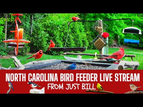 Southeast Bird Feeder Webcam in NC live webcam