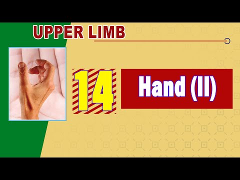 𝟏𝟒. 𝐇𝐚𝐧𝐝 (𝐈𝐈) (𝐌𝐨𝐯𝐞𝐦𝐞𝐧𝐭𝐬 𝐨𝐟 𝐟𝐢𝐧𝐠𝐞𝐫𝐬 + 𝐌𝐮𝐬𝐜𝐥𝐞𝐬 + 𝐄𝐱𝐭𝐞𝐧𝐬𝐨𝐫 𝐞𝐱𝐩𝐚𝐧𝐬𝐢𝐨𝐧 + 𝐍𝐞𝐫𝐯𝐞𝐬 𝐚𝐧𝐝 𝐕𝐞𝐬𝐬𝐞𝐥𝐬)
