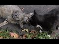 Tabby Cat Vs Black Cat