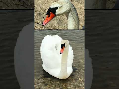 Serena, feather friends 2021