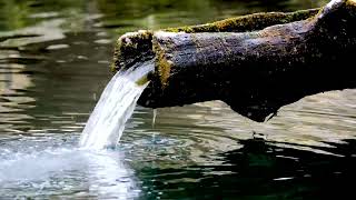 Beautiful Nature With Deep Sleep 🌿 Calm & Nature Sound for Stress Release  Relaxin Music #11
