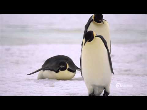 download lagu mp3 mp4 Emperor Penguin Cruise, download lagu Emperor Penguin Cruise gratis, unduh video klip Emperor Penguin Cruise