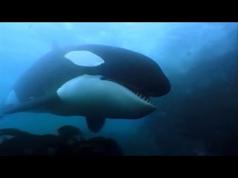 , title : 'A Man Among Orcas - Wildlife Documentary'