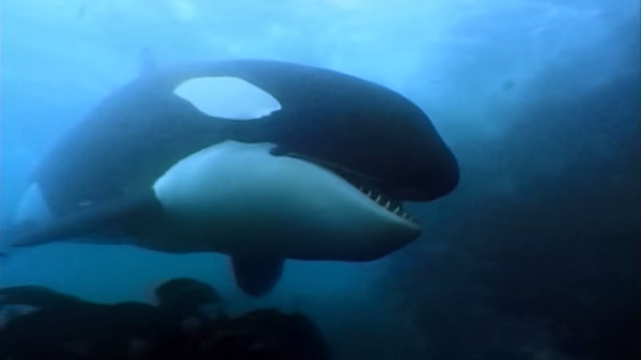 A Man Among Orcas - Wildlife Documentary
