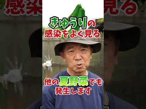 植物を大雨から守るためにトレリスを設置する