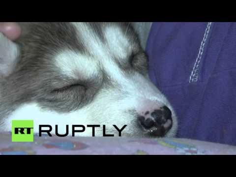 12yo girl receives Husky from Putin for New Year