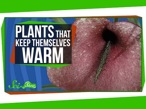 download lagu mp3 mp4 Warm Plants, download lagu Warm Plants gratis, unduh video klip Warm Plants