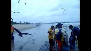 preview picture of video 'Pelicans cleaning up the beach Salinas Ecuador area'