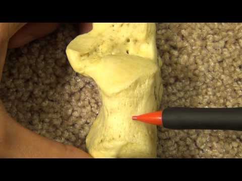 Anatomy and Osteology of the Calcaneus