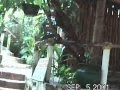 PREDATOR SET EL EDEN VALLARTA