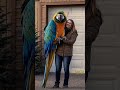 Giant And Magnificent Macaws Of The Americas Animals Funnyshorts Viralshort Parrots Parrot