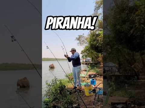 Piranha nos tablados de São Joaquim da Barra SP #piracema #2026