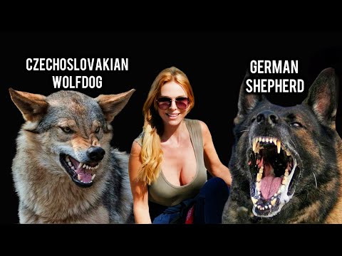 GERMAN SHEPHERD vs CZECHOSLOVAKIAN WOLFDOG | Who's the FIERCEST Protection Dog?