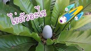 เจอไข่ในโดเสาร์ในสวนหน้าบ้าน!!! | Nonny.com