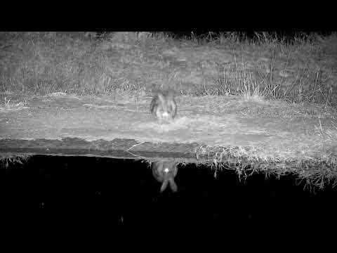 Djuma: Scrub Hare by the pan - 23:03 - 07/15/21