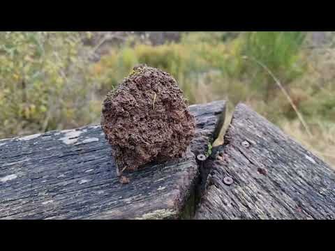 Eifelsteig - Etappe 9 - Van Hillesheim naar Gerolstein - 21 km