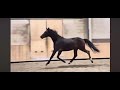 Gelding KWPN Dutch Warmblood For sale 2022 Black